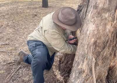 Geocache At The Ariah Park Arboretum