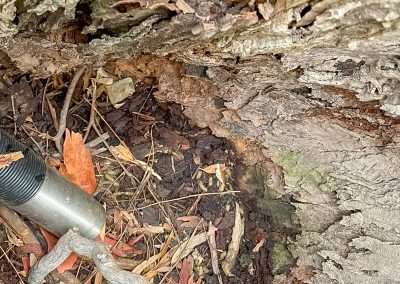 Geocache In A Tree Geocaching In And Around Canberra