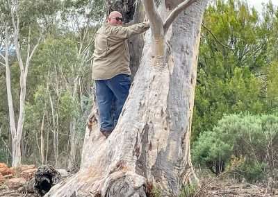 Geocaching Up A Tree