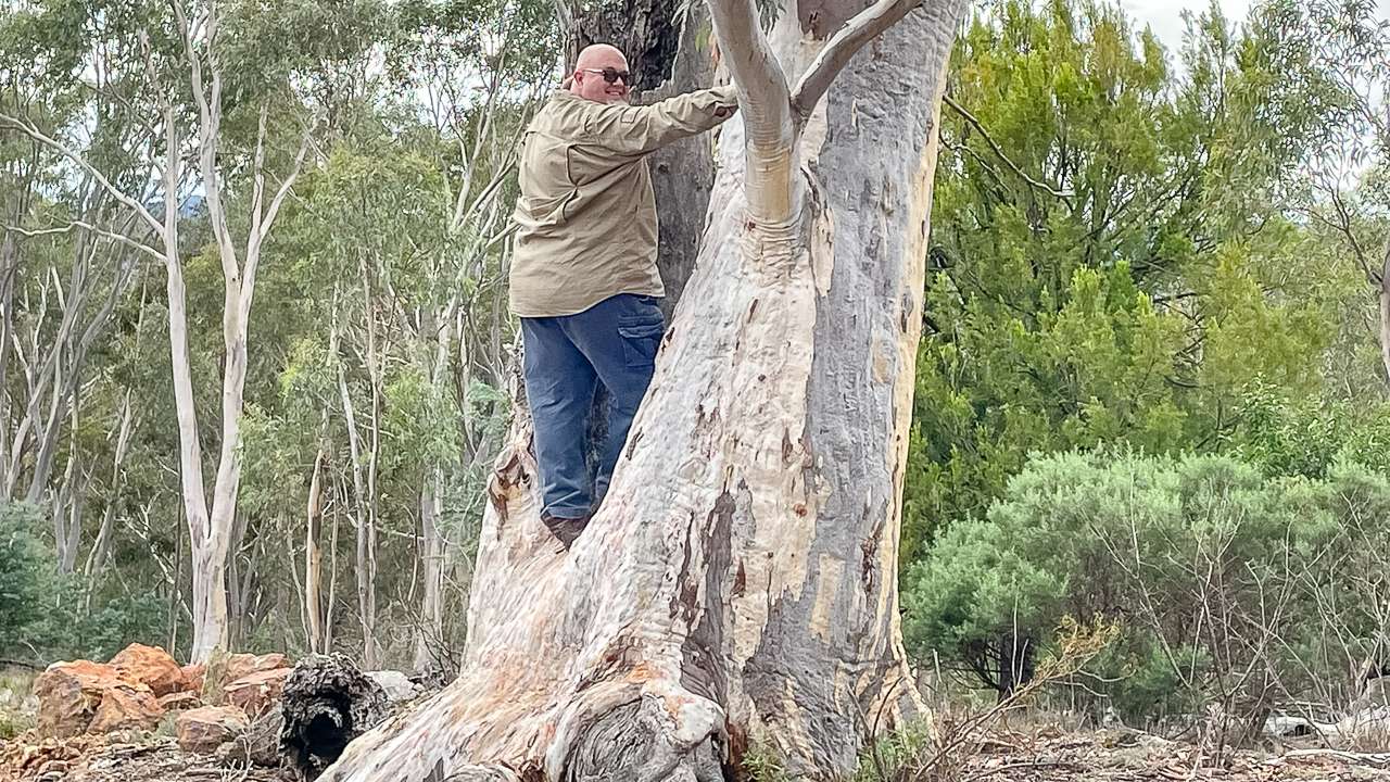 Geocaching Up A Tree