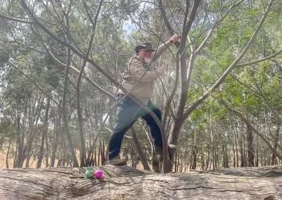 Out On The Island Climbing A Tree To Get A Geocache At Ariah Park Arboretum