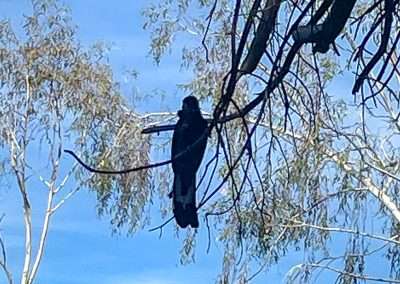Another Black Cockatoo