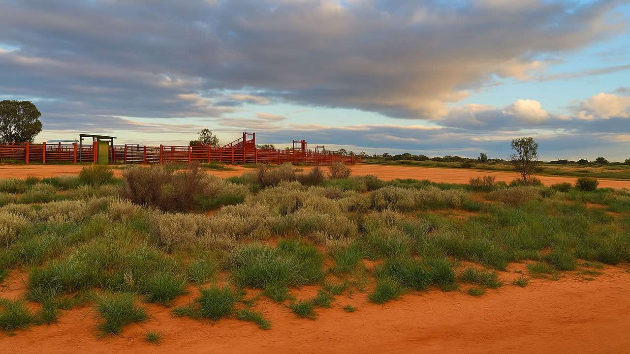 Broken Hill Cattle Yard At Menindee Turn Off