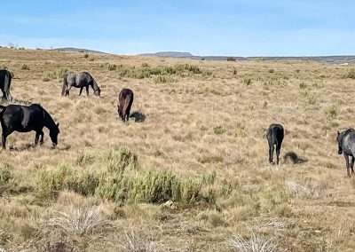 Brumbies Snowy Mountains Highway Kosciuszko National Park Snowy Mountains NSW Australia