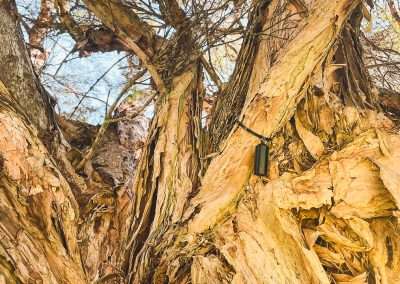 Junee Cemetery Found A Geocache