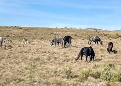Wild Brumbies Snowy Mountains Highway Kosciuszko National Park Snowy Mountains NSW Australia