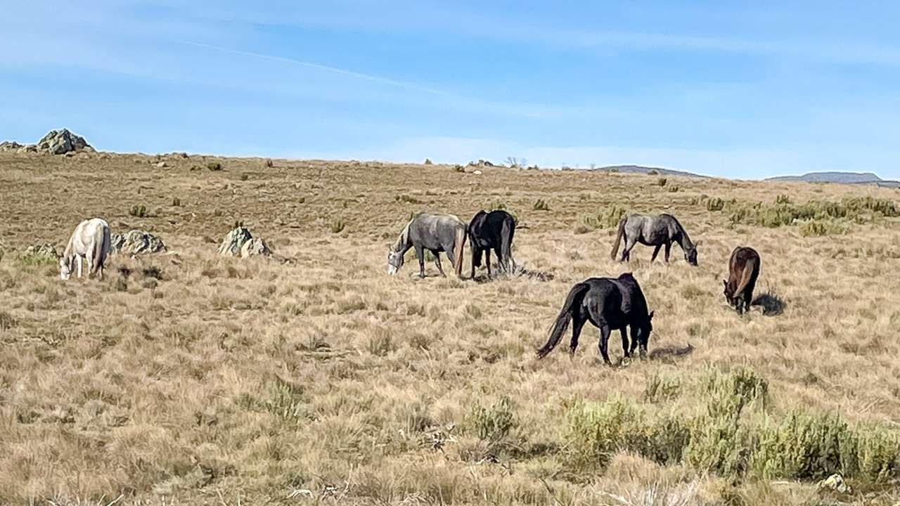 Wild Brumbies Snowy Mountains Highway Kosciuszko National Park Snowy Mountains NSW Australia