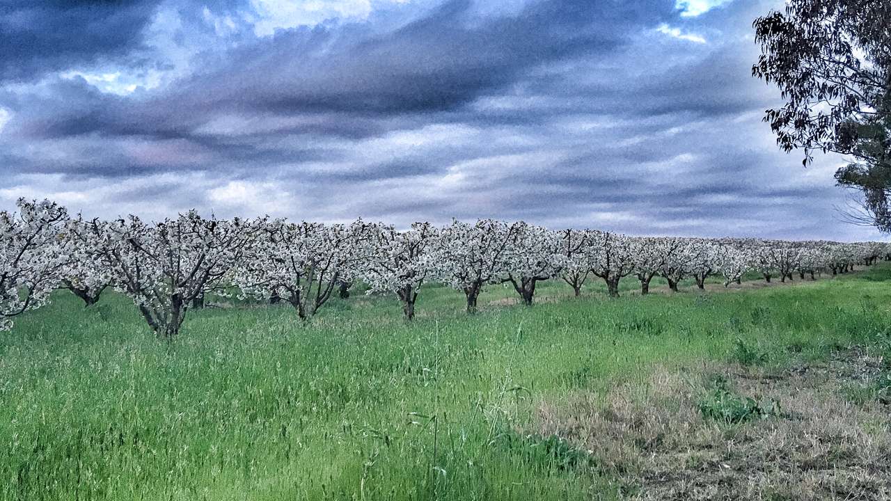 Cherry Blossoms In Young NSW