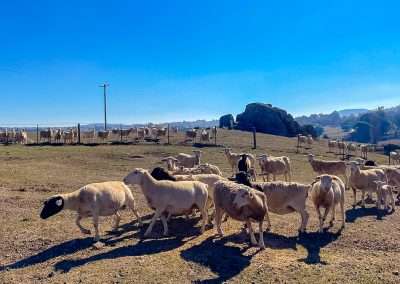 Sheep Flocking While We Collect A Geocache At Tumbarumba Racecourse