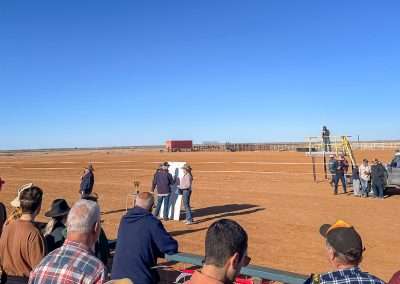 Calcutta At The Camel Races