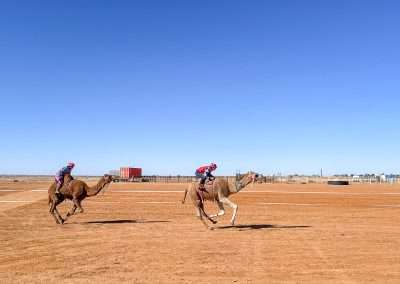 Camels Racing At The Marree Sports Ground