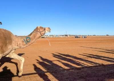 Marree Camel Races