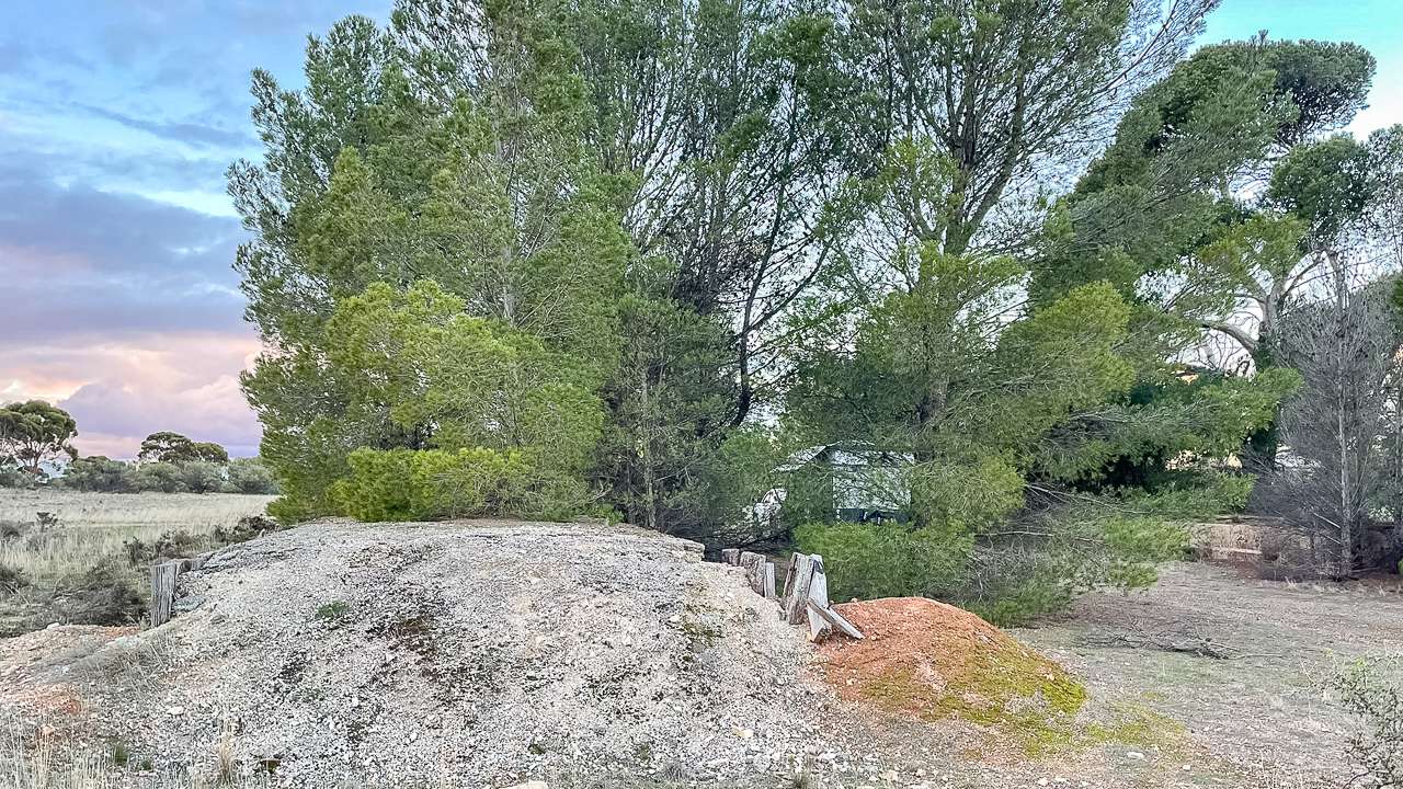 Tucked In Amongst The Pines Free Camping At Whyte Yarcowie