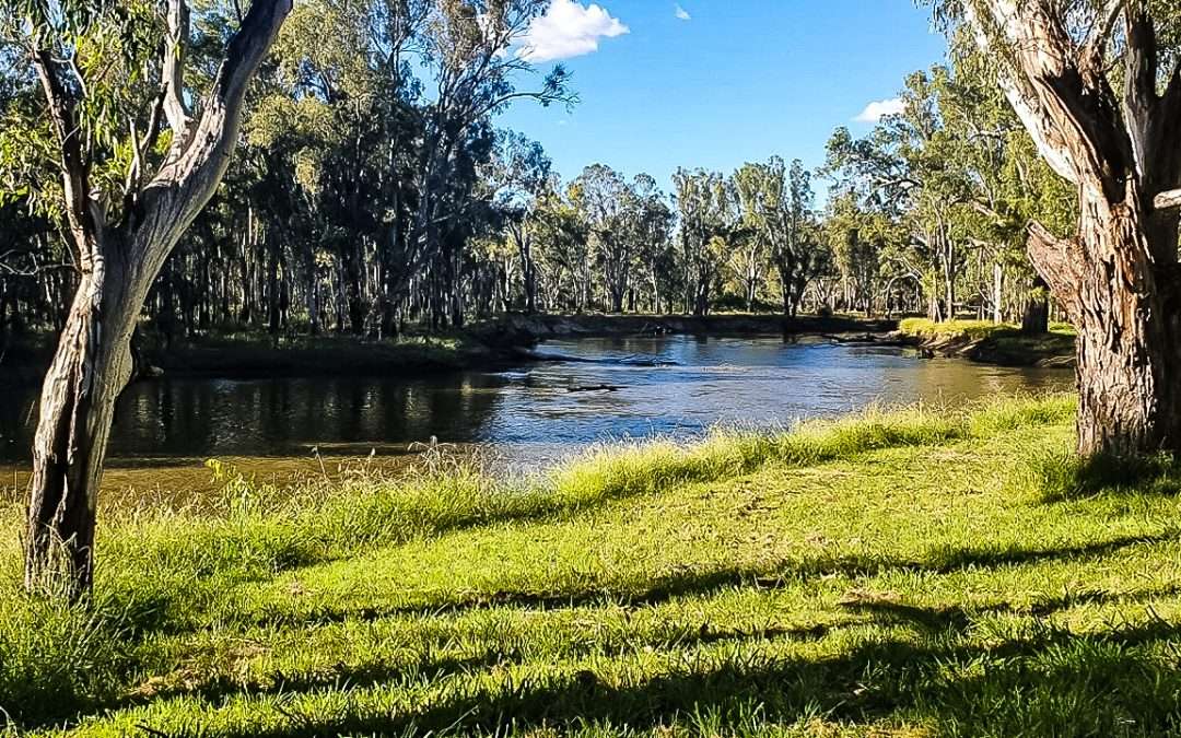 The Police Paddocks Campsite: Murray River Free Camp