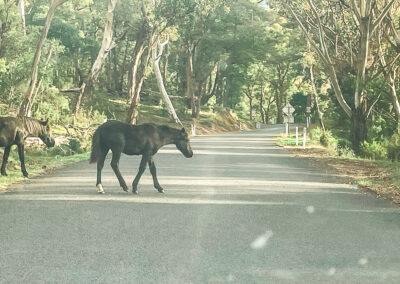Brumbies Crossing The Alpine Way