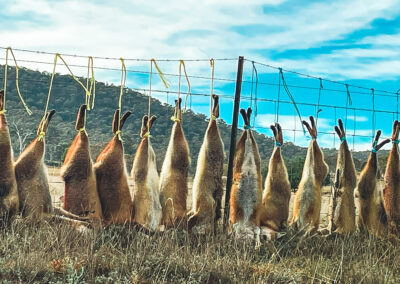 Dead Foxes On Fence Along Boboyan Road