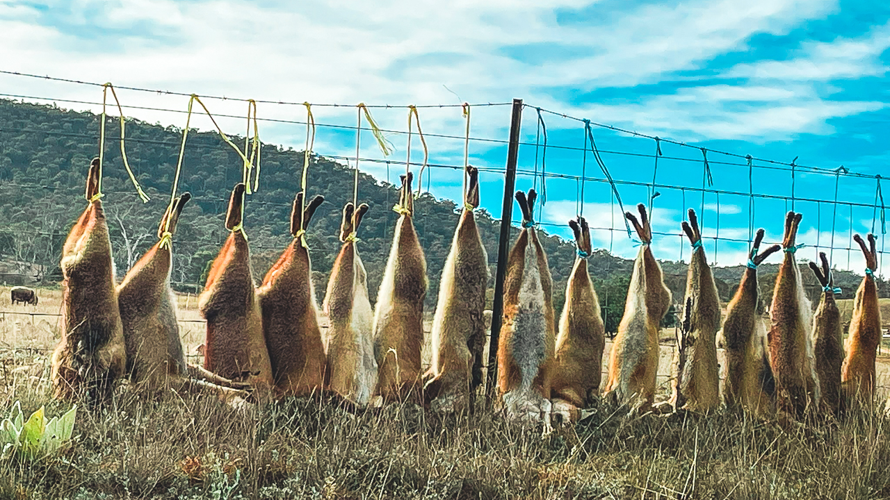 Dead Foxes On Fence Along Boboyan Road