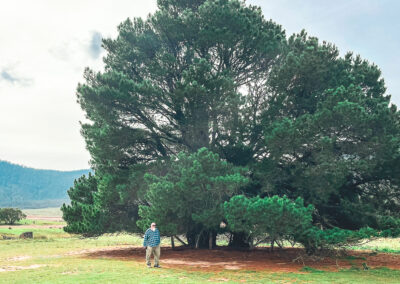 Massive Trees Near Historic Orroral Homestead