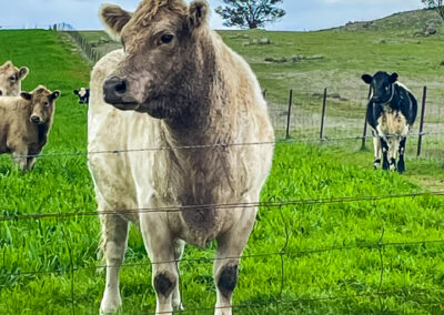 A Cow Just Off Lachlan Valley Way Near Boorowa