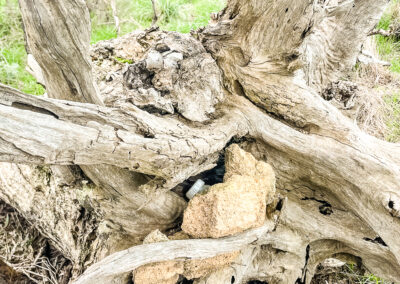 Geocaching Near Boorowa