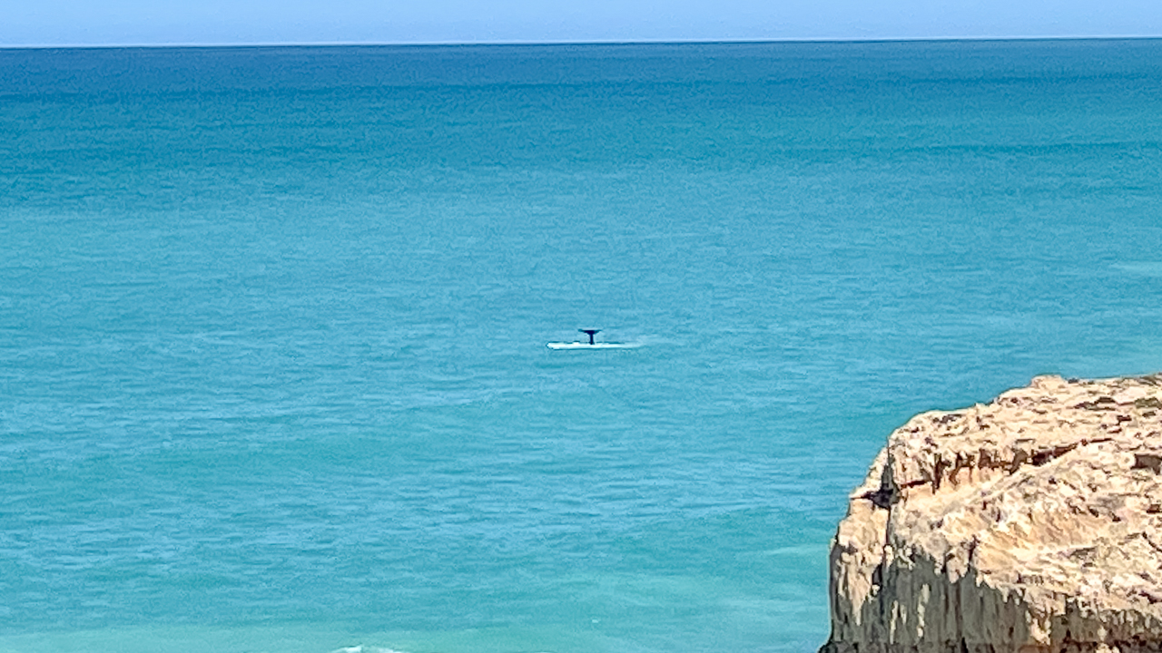 Head Of Bight Whale Watching