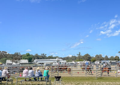 Action Shot At The Cootamundra Show