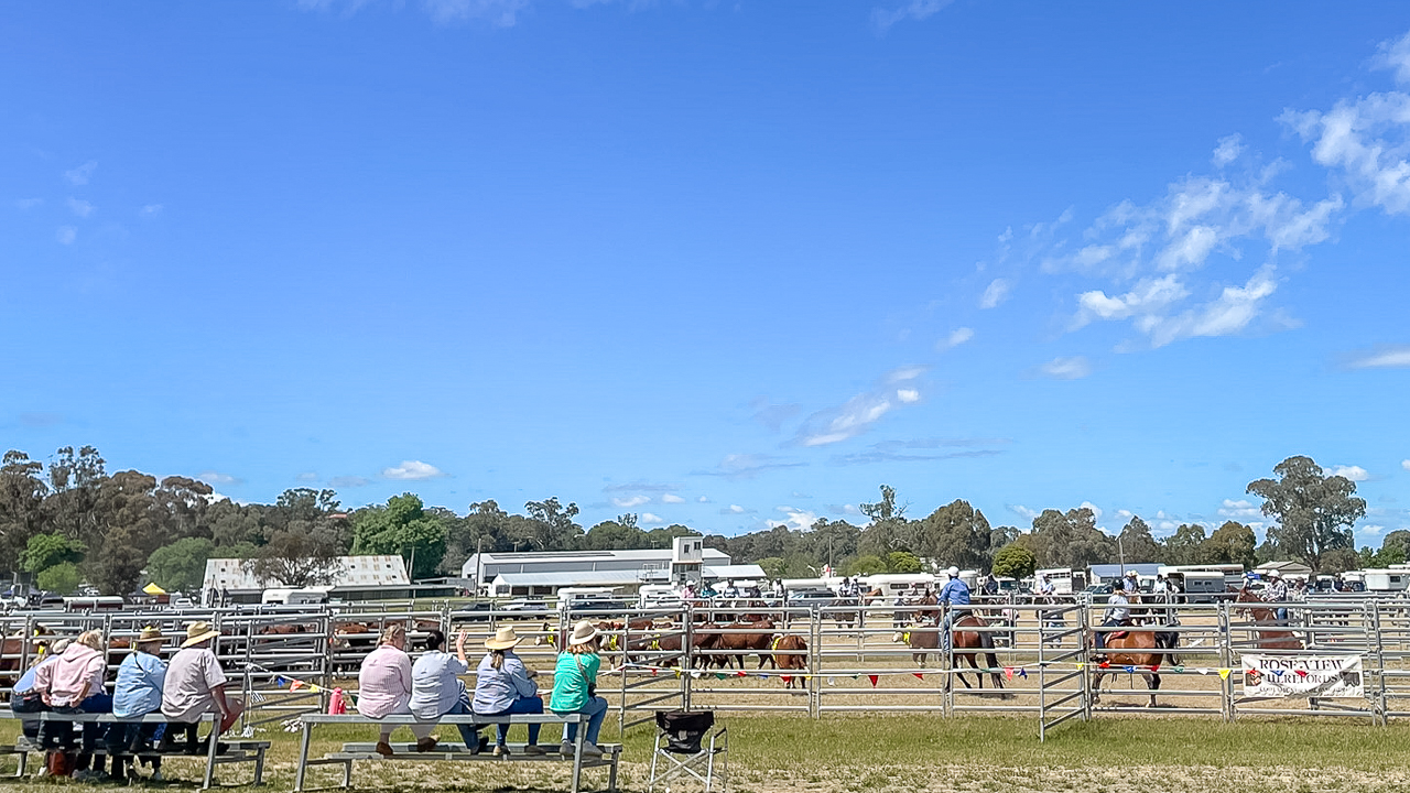 Action Shot At The Cootamundra Show