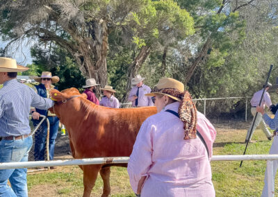 Amanda Looking At Cows