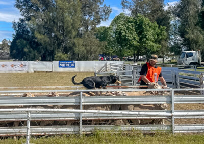 Cootamundra Show Dog Trials