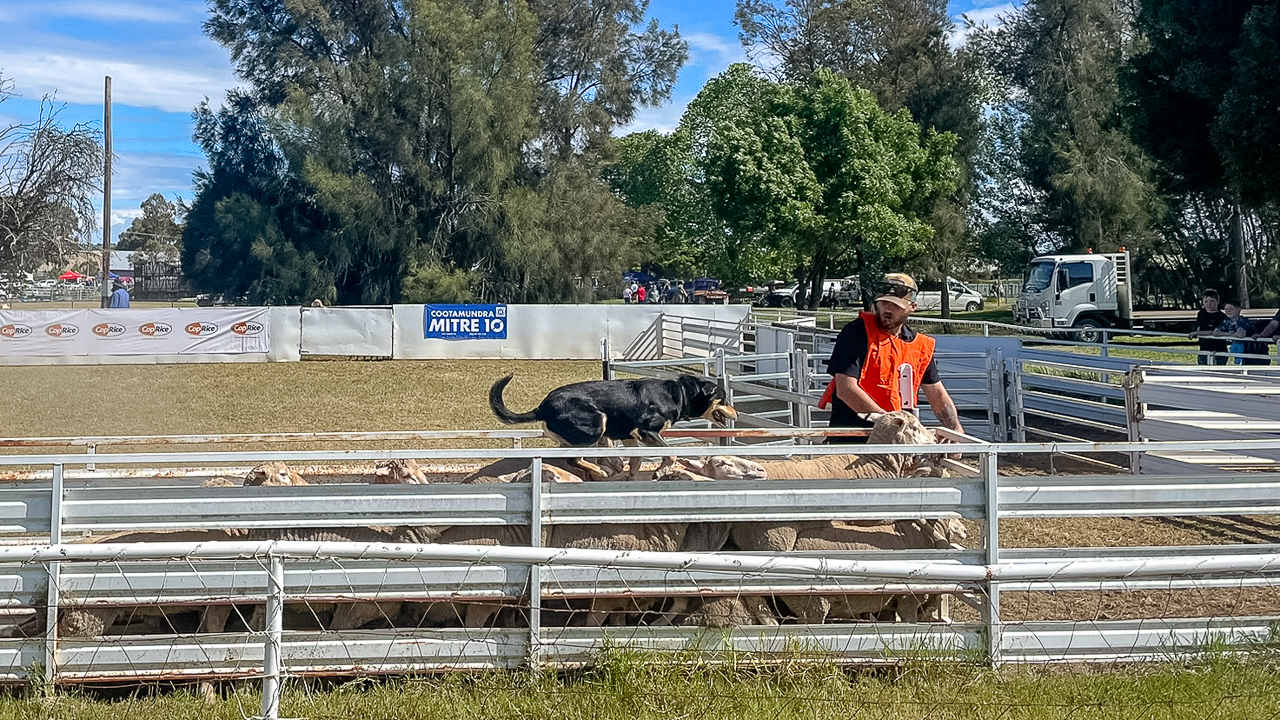 Cootamundra Show Dog Trials