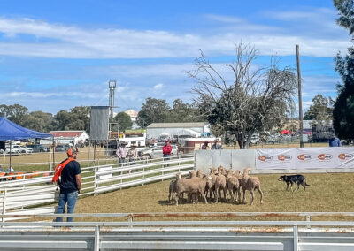 Dog Trials