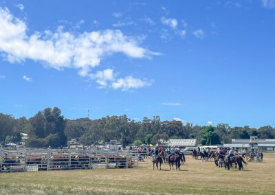 Waiting For A Turn At Rounding Up Cattle