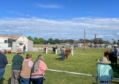 Watching The Cattle Judging At The Cootamundra Show